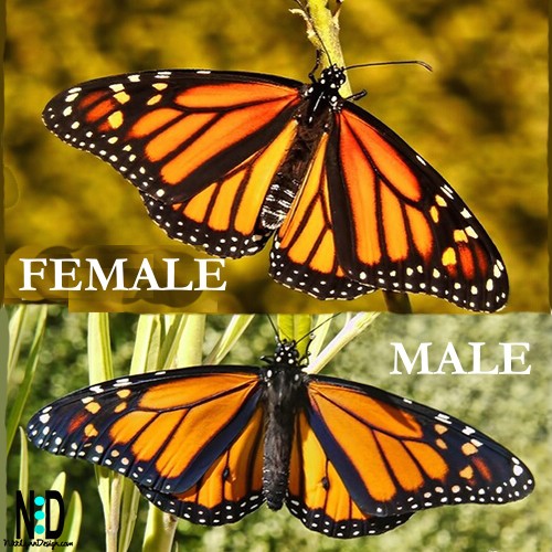 How to Tell the Male and Female Monarch Apart