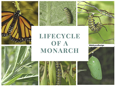 Life Cycle of a Monarch B...