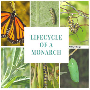 Monarch butterflies go through four stages during one life cycle, and through four generations in one year.