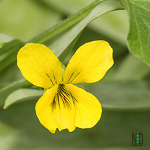 Wisconsin and Midwest Wildflowers Trees and Invasives