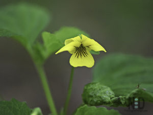 Downy Yellow Violet