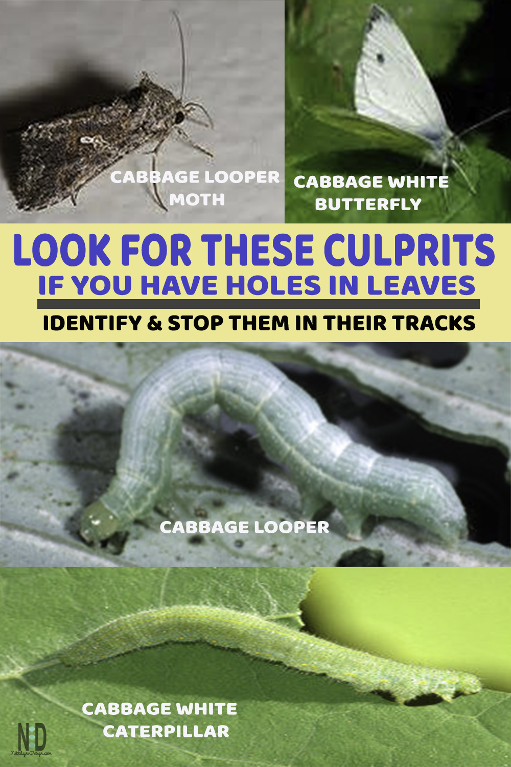 What is Eating My Cabbage Plants Nikki Lynn Design