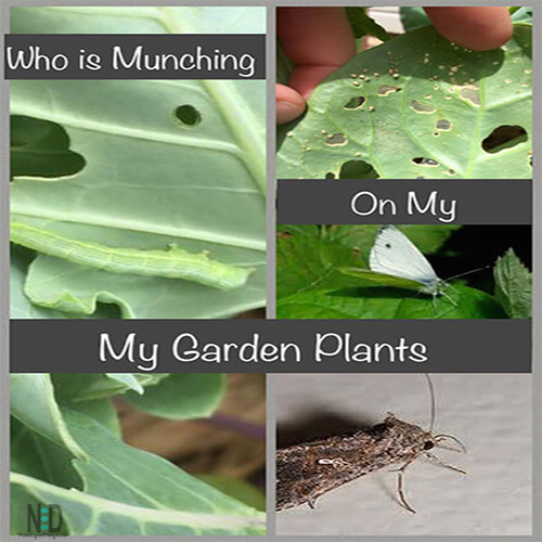 What is Eating My Cabbage Plants Nikki Lynn Design