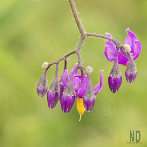 Bittersweet Nightshade Wildflower Bittersweet Nightshade Wildflower - Known as Bittersweet Nightshade, this dainty flower is easily identified by its five dark to mid-purple flowers with pointed yellow center, and sits on a weak vine. Other Names For Bittersweet Nightshade Wildflower The wildflower goes by so many names. Solanum dulcamara, bittersweet, bittersweet nightshade, bitter nightshade, blue bindweed, Amara Dulcis,climbing nightshade, fellenwort, felonwood, poisonberry, poison flower, scarlet berry, snakeberry, trailing bittersweet, trailing nightshade, violet bloom, woody nightshade.