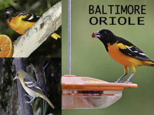 Baltimore Oriole