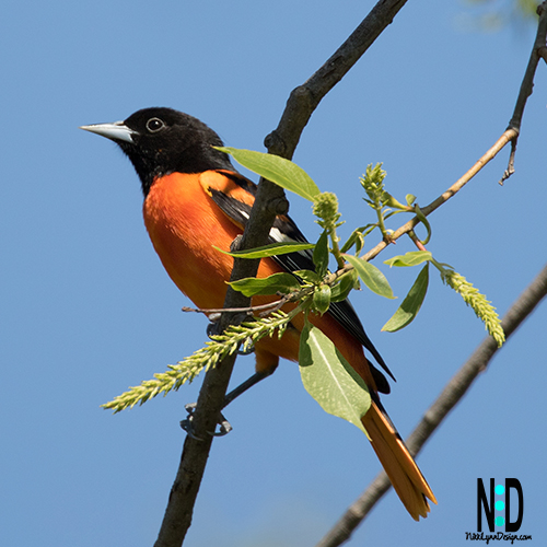 The adult male is orange on the underparts shoulder patch and rump, with some birds appearing a very deep flaming orange and others appearing yellowish-orange. All of the rest of the male's plumage is black.