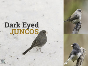 Dark Eyed Junco Birds At ...