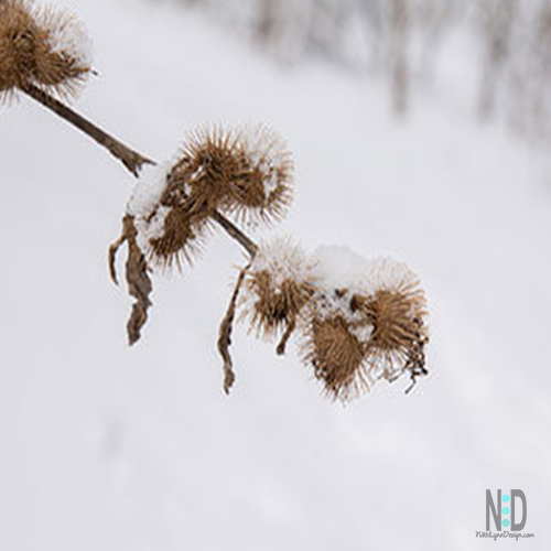 This hitchhiking burdock is the reason we have VELCRO today. A Swiss inventor in the 1940's studied the burdocks hook system under the microscope. The burdock had attached themselves to his clothes and his dog's fur while walking in the woods.