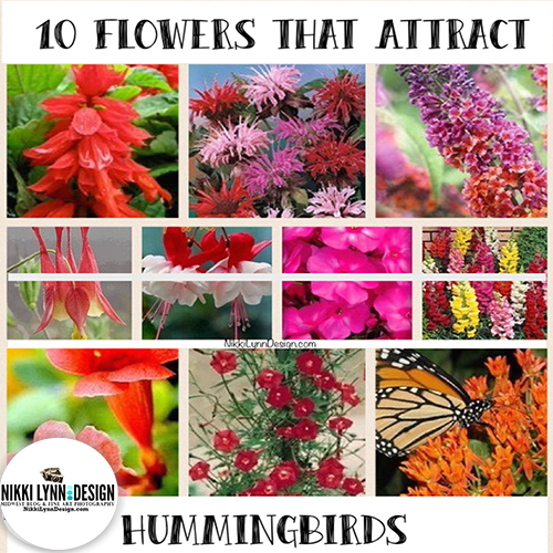 Flowers That Attract Hummingbirds To Your Yard