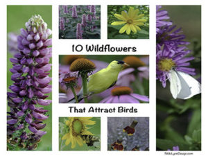 10 Wildflowers that Attra...