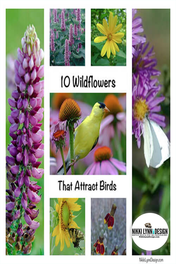 10 Wildflowers That Attract Birds to Your Yard If you want to attract birds to your yard and also would like to add a splash of color with flowers, might I suggest the best of both worlds? Wildflowers are native to the United States. They are easy to grow in most soils. They are beautiful and birds like chickadees, bluebirds, nuthatches, cardinals, blue jays, titmice, orioles and a whole slew of additional birds will visit them during the growing season.