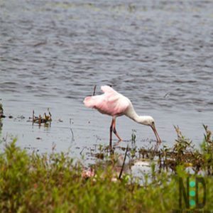 Roseate Spoonbill Myakka State Park