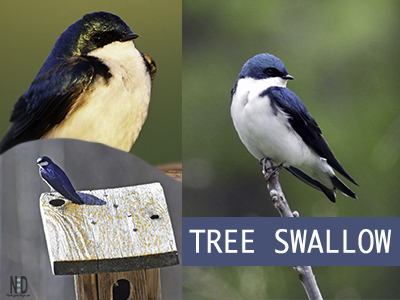 The Tree Swallows Have Ar...