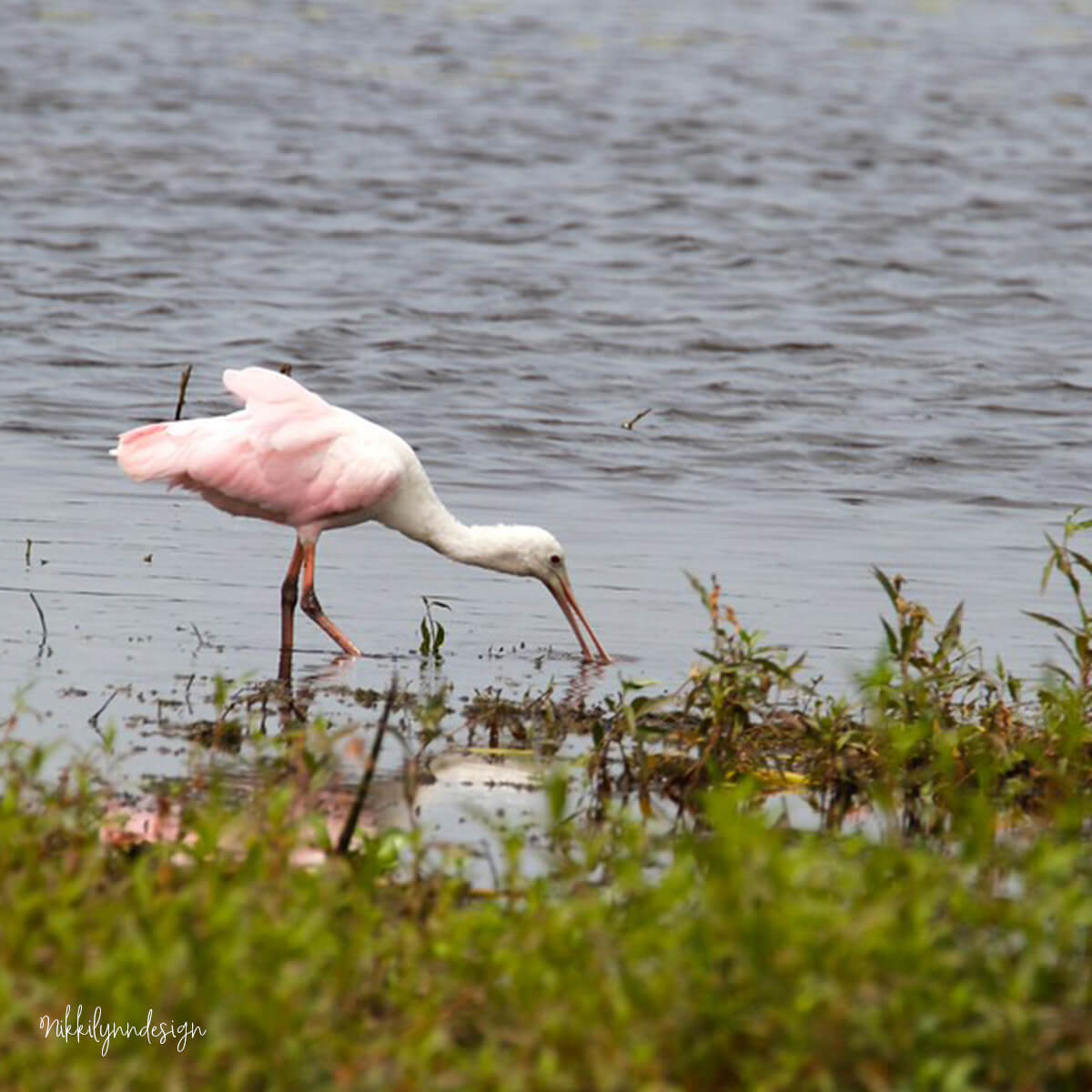 Roseate spoonbill feeding in shallow water at Myakka River State Park in Florida