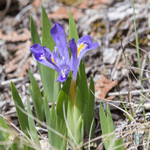 The endangered Dwarf Lake Iris wildflower is a miniature iris that grows nowhere else in the world but in the Great Lakes Region. Found only in Michigan, Manitoulin Island and the Bruce Peninsula in Ontario, and the Door Peninsula of Wisconsin. It is especially concentrated along certain stretches of the Great Lakes shoreline.