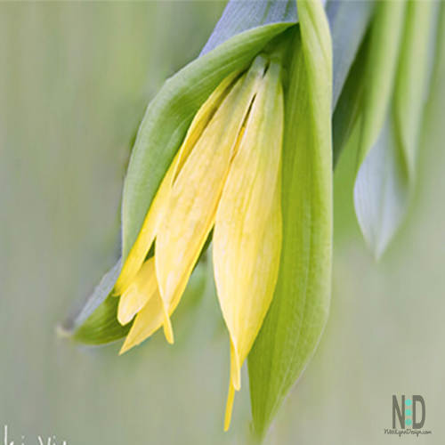 Yellow Bell Wildflower