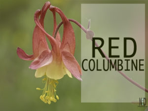 Eastern Red Columbine Wil...