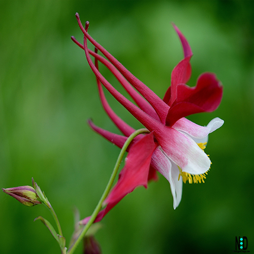 Wisconsin Wildflowers and Invasives | Nikki Lynn Design