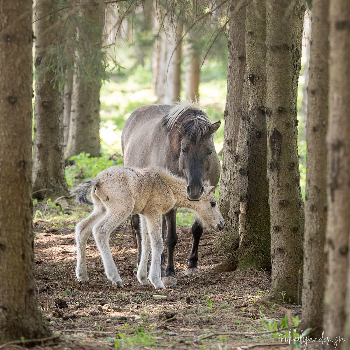 Tepid horse and newborn foal standing in pine trees at Shalom Wildlife Sanctuary in West Bend Wisconsin