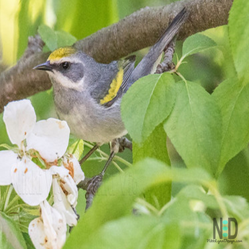 Warblers in Wisconsin