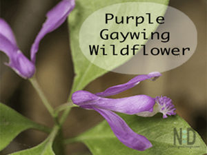 Purple Gaywing Wildflower