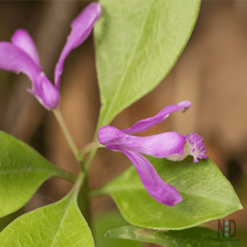 Purple Gaywing Wildflower