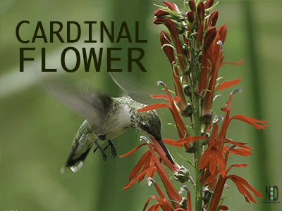 Cardinal Wildflower