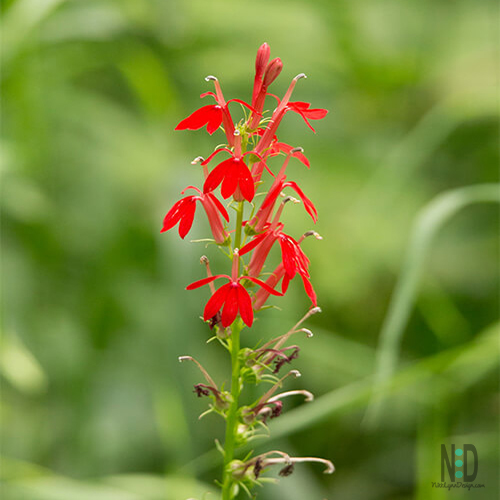 Cardinal Wildflower