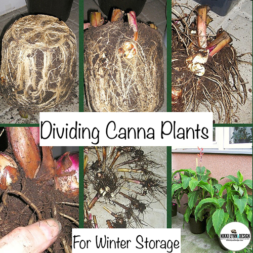 Digging Up Canna Bulbs & Dividing