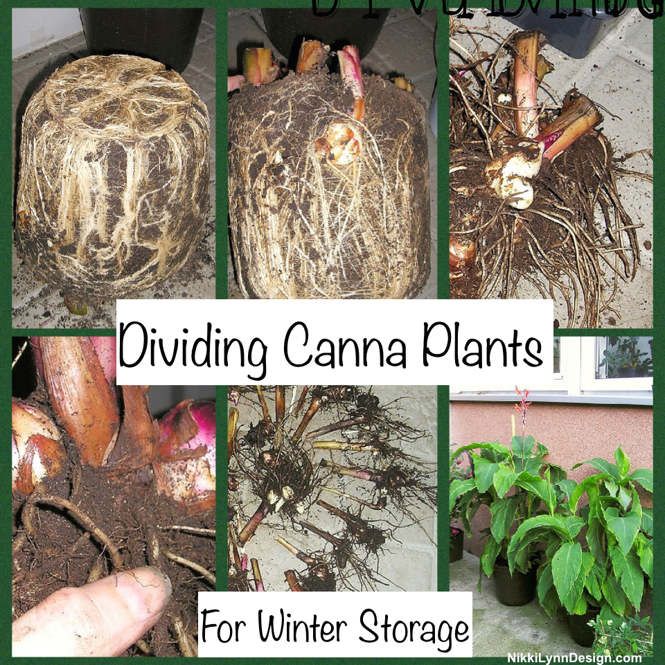 Canna Bulbs Have Mold at Jason Allen blog