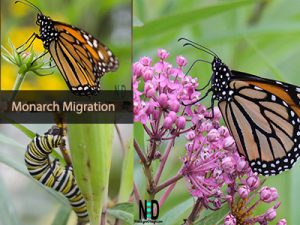 Wisconsin Fall Monarch Mi...
