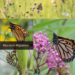 Wisconsin Fall Monarch Mi...