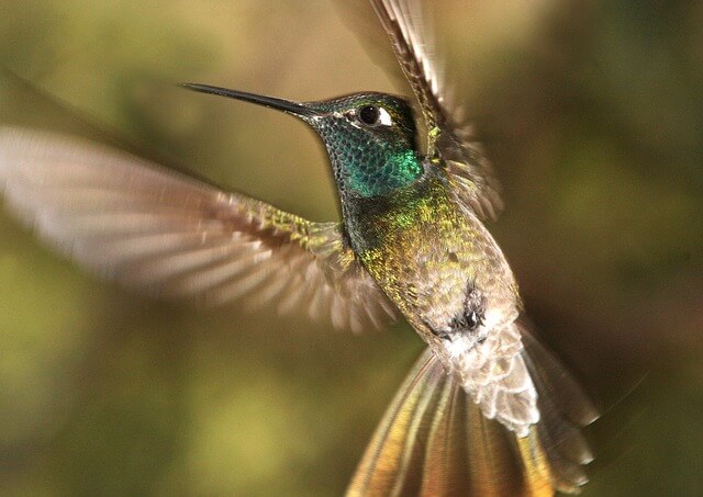 Wisconsin Birds Photography