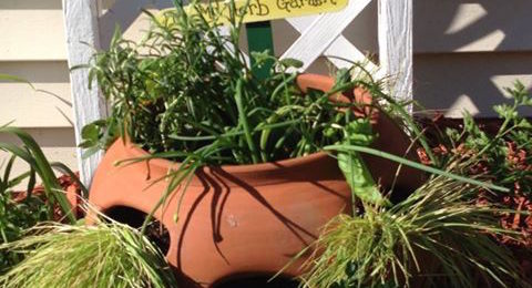 Dilly Dally Herb Garden Pot