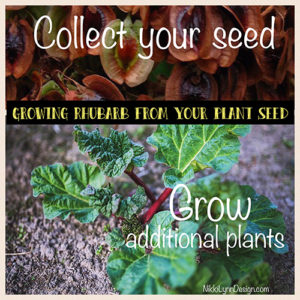 Grow Rhubarb From Seed - Collect seeds from your own plants.