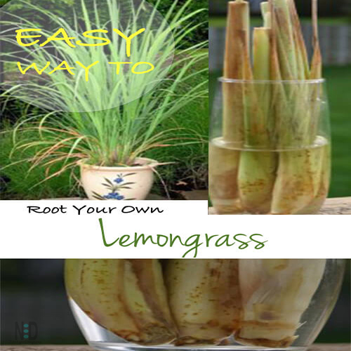 Growing Lemon Grass
