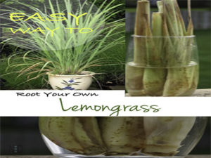 Growing Lemongrass