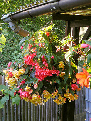 Storing Tuberous Begonia for Winter Did you believe you had to throw out your beautiful plants at the end of each season? Nope. Don’t! I’ll show you how easy storing tuberous begonia for winter really is.