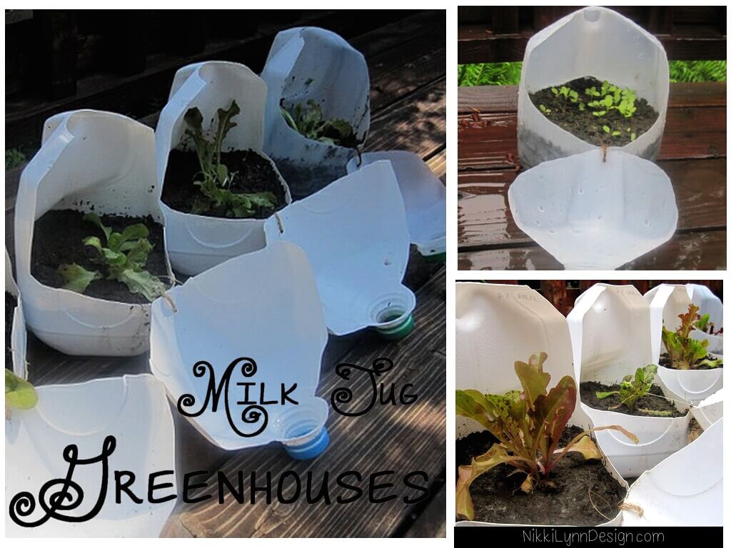 Milk Jug Greenhouses It is easy to save your milk jugs over the year. I use milk jugs for two reasons in gardening. One is they make excellent mini greenhouses. Secondly, in a pinch, you can cut off the bottom and use the top as a funnel.