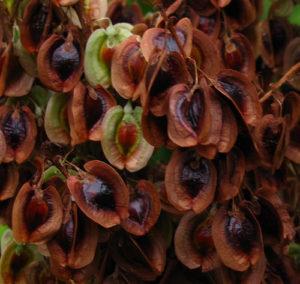 Collecting rhubarb Seeds