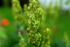 Green Rhubarb Seeds