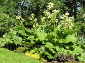 Flowering Rhubarb Plant