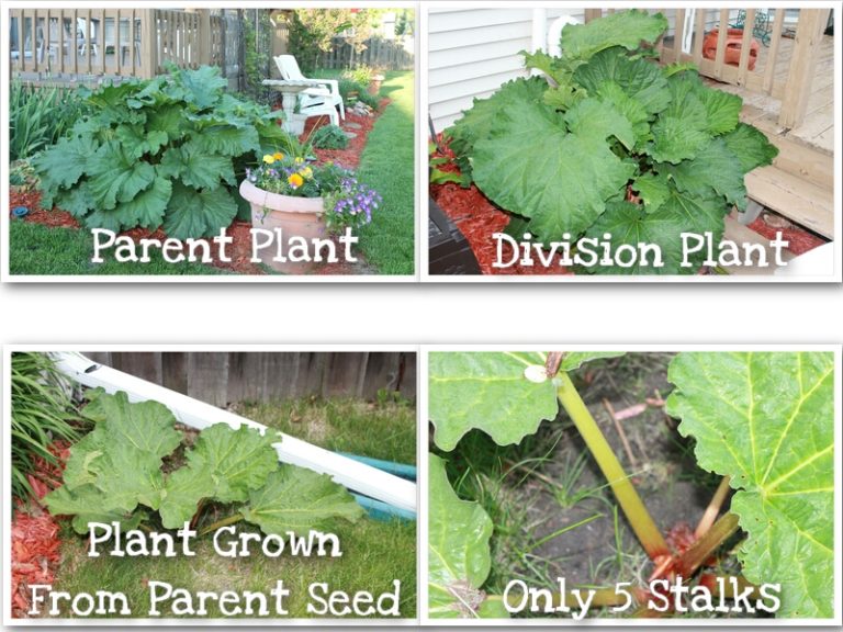 Collect Seeds From Your Rhubarb Plant Nikki Lynn Design