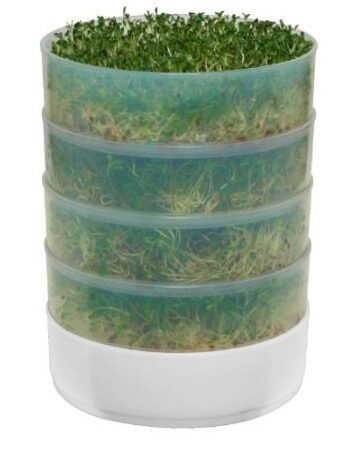 Growing Sprouts