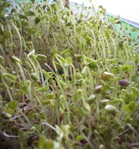 sprouts