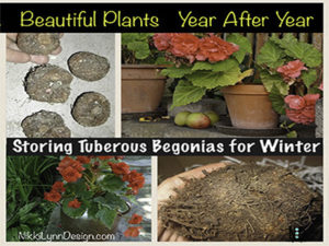 Storing Tuberous Begonia ...