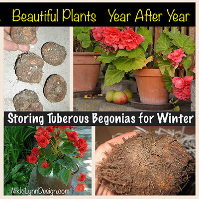 Storing Tuberous Begonia for Winter