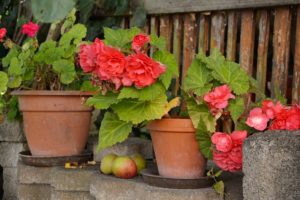 Storing Tuberous Begonia for Winter 