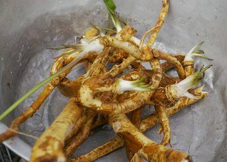 Digging Up Horseradish Roots for Winter