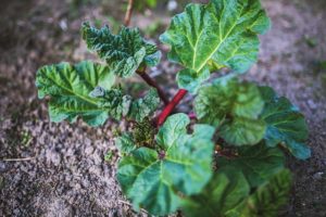 Rhubarb Plant